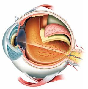 Anatomie oog optometrist